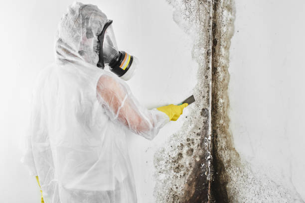 Best Residential Mold Removal  in Fayette, AL