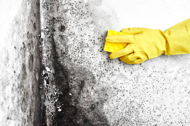 Best Crawl Space Mold Removal  in Fayette, AL