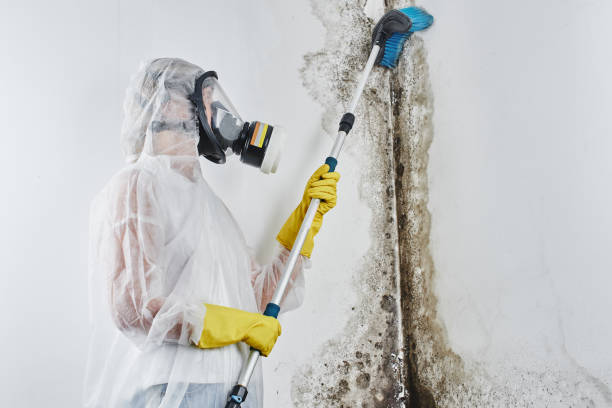 Best Certified Mold Removal  in Fayette, AL