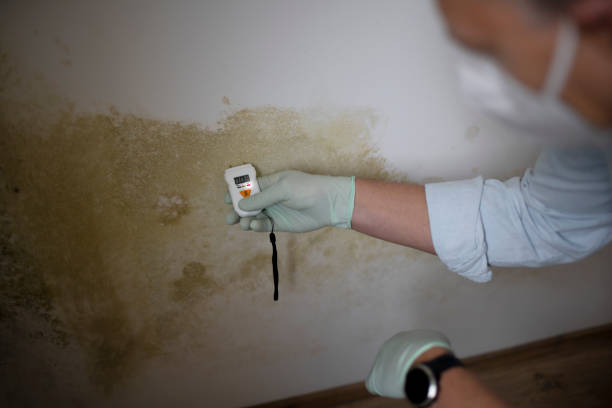Home Mold Removal in Fayette, AL