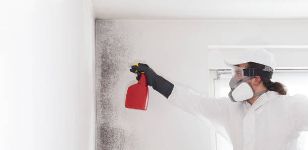 Best Mold Damage Repair  in Fayette, AL