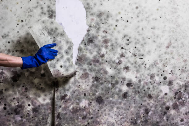 Best Attic Mold Removal  in Fayette, AL